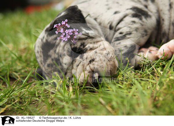 schlafender Deutsche Dogge Welpe / sleeping Great Dane Puppy / KL-16627