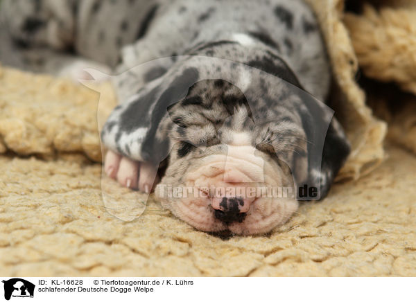schlafender Deutsche Dogge Welpe / sleeping Great Dane Puppy / KL-16628