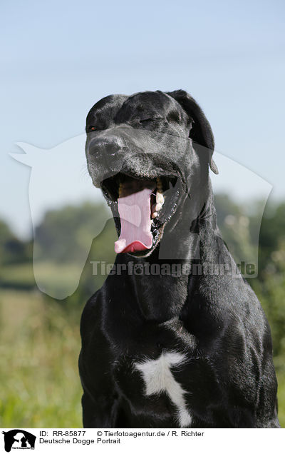 Deutsche Dogge Portrait / Great Dane Portrait / RR-85877