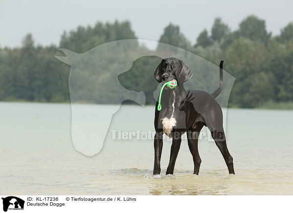 Deutsche Dogge / Great Dane / KL-17236
