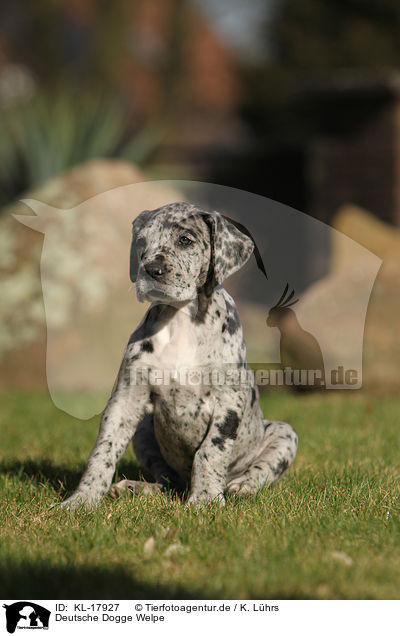 Deutsche Dogge Welpe / KL-17927