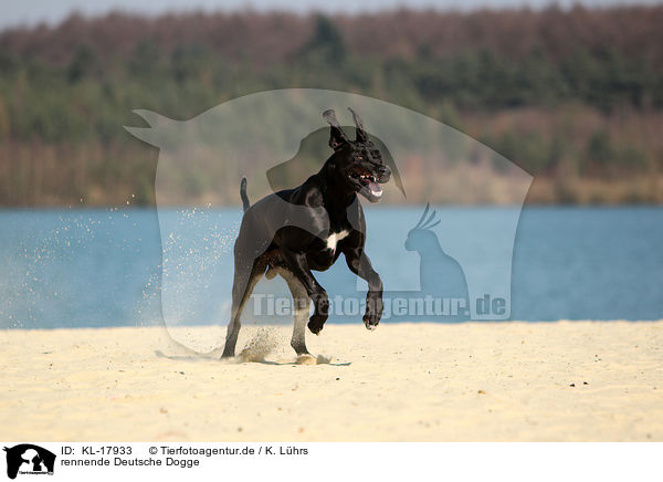 rennende Deutsche Dogge / running Great Dane / KL-17933