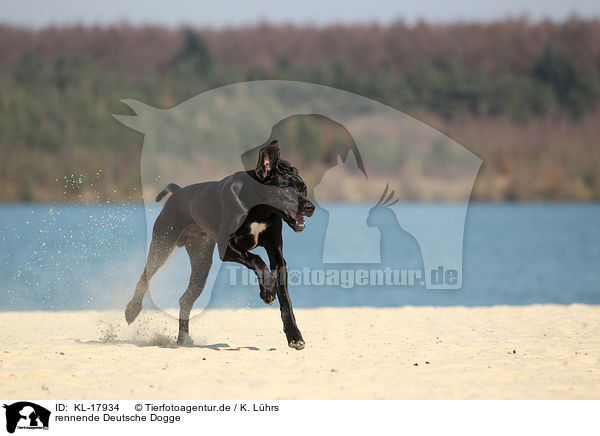 rennende Deutsche Dogge / running Great Dane / KL-17934