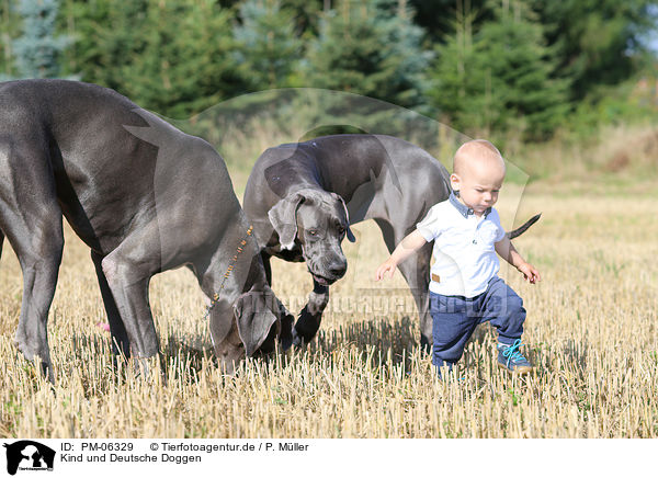 Kind und Deutsche Doggen / child and Great Danes / PM-06329