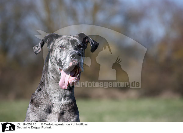Deutsche Dogge Portrait / Great Dane Portrait / JH-25815