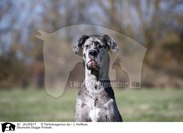 Deutsche Dogge Portrait / Great Dane Portrait / JH-25817