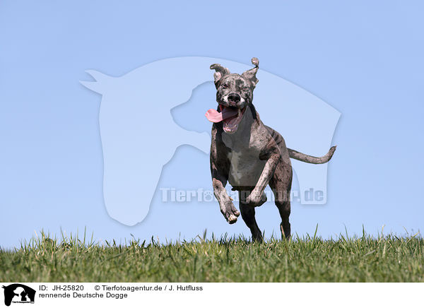 rennende Deutsche Dogge / running Great Dane / JH-25820