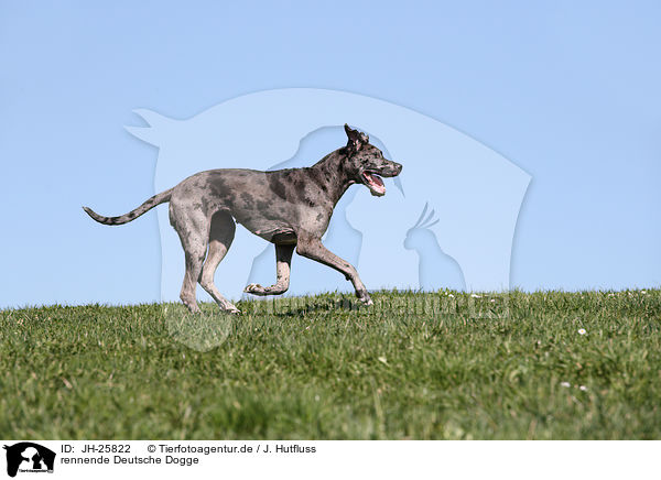 rennende Deutsche Dogge / running Great Dane / JH-25822