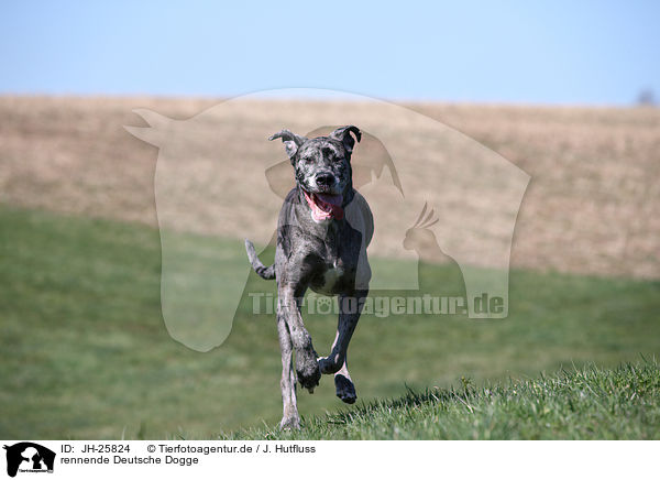 rennende Deutsche Dogge / running Great Dane / JH-25824