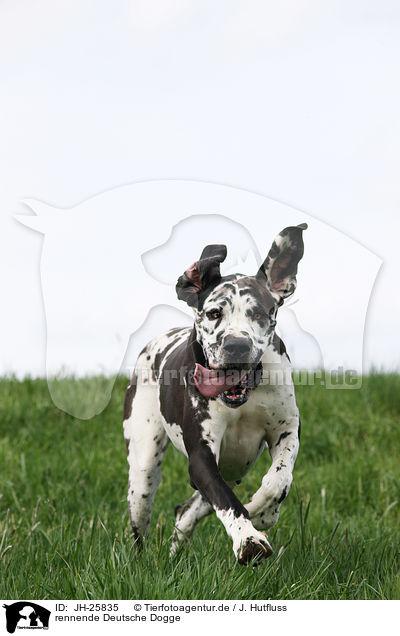 rennende Deutsche Dogge / running Great Dane / JH-25835