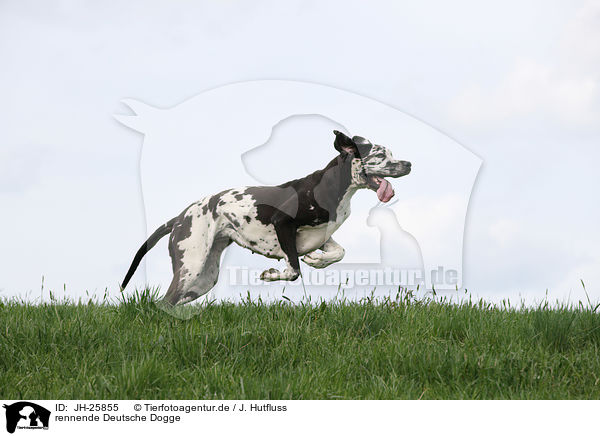 rennende Deutsche Dogge / running Great Dane / JH-25855