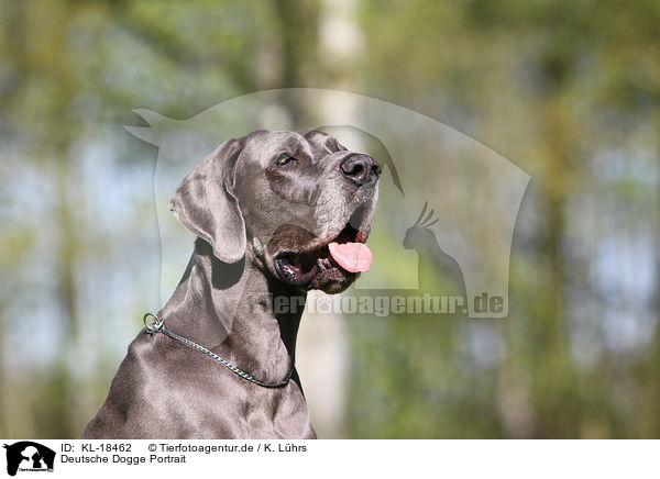 Deutsche Dogge Portrait / Great Dane Portrait / KL-18462