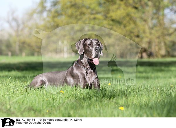 liegende Deutsche Dogge / lying Great Dane / KL-18474