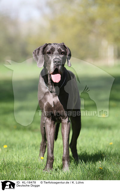 Deutsche Dogge / Great Dane / KL-18478