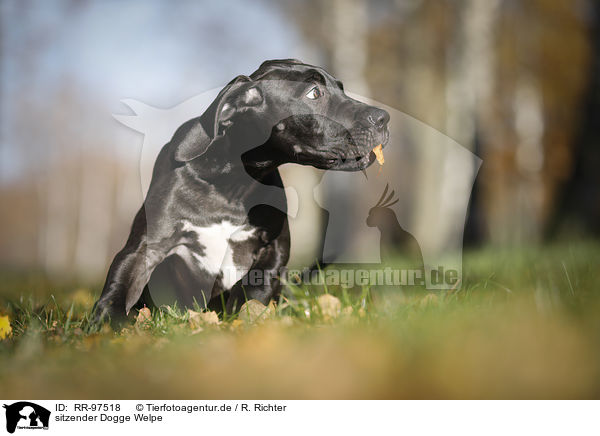 sitzender Dogge Welpe / sitting Great Dane Puppy / RR-97518