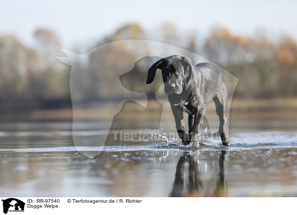Dogge Welpe / RR-97540