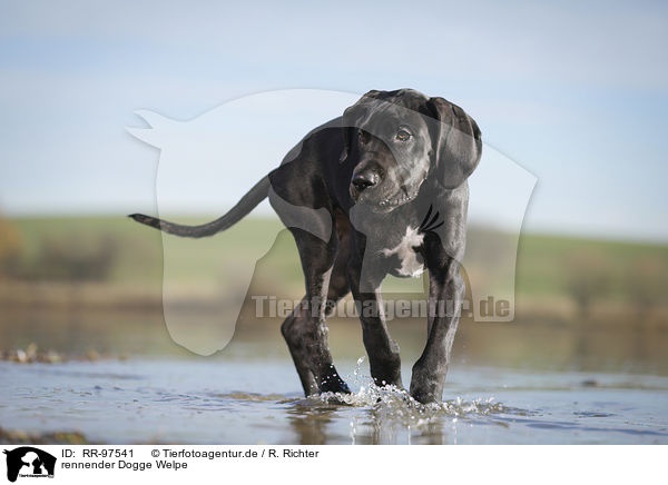 rennender Dogge Welpe / running Great Dane Puppy / RR-97541