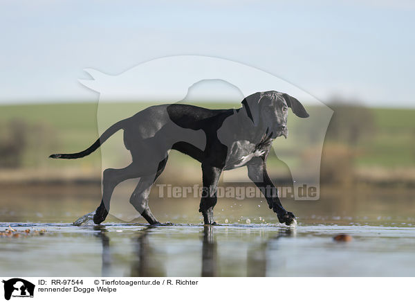 rennender Dogge Welpe / running Great Dane Puppy / RR-97544