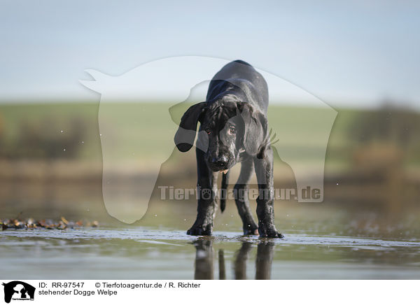 stehender Dogge Welpe / RR-97547