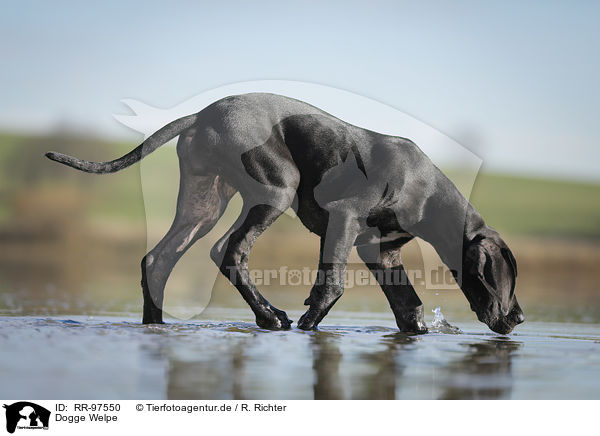 Dogge Welpe / Great Dane Puppy / RR-97550