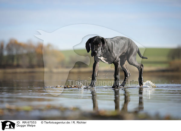 Dogge Welpe / Great Dane Puppy / RR-97553