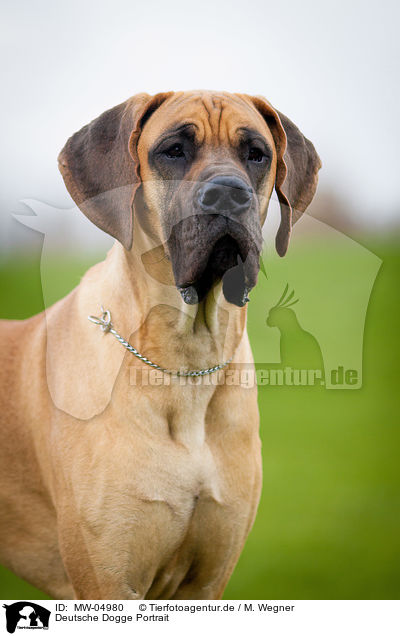 Deutsche Dogge Portrait / MW-04980