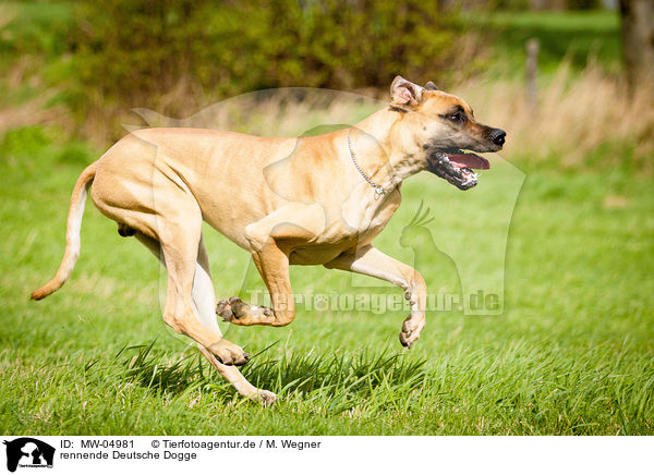 rennende Deutsche Dogge / MW-04981