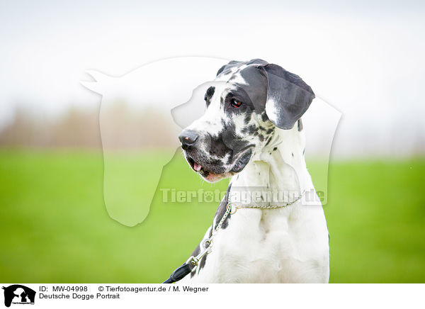 Deutsche Dogge Portrait / MW-04998