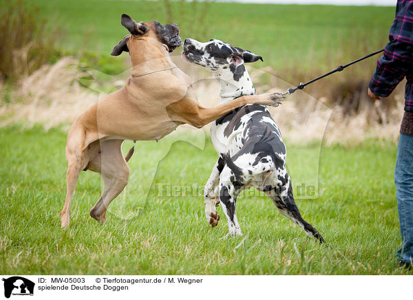 spielende Deutsche Doggen / playing Great Danes / MW-05003