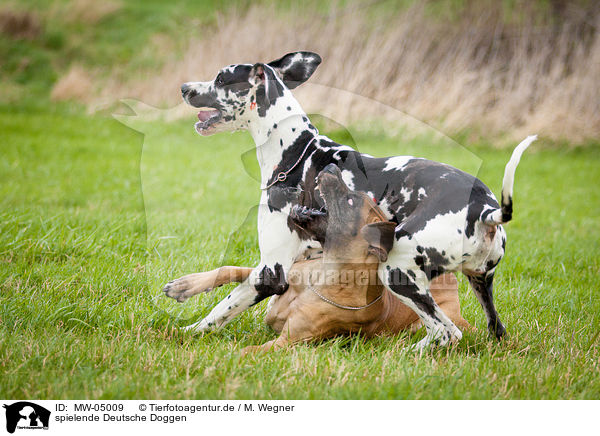 spielende Deutsche Doggen / MW-05009