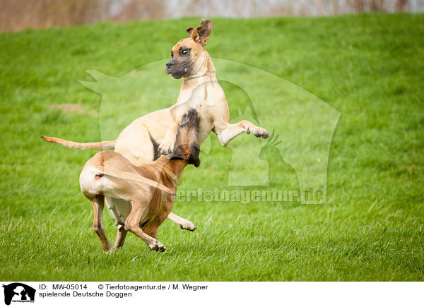 spielende Deutsche Doggen / MW-05014