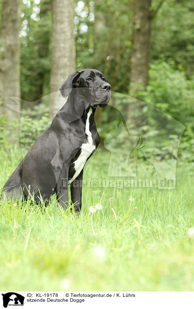 sitzende Deutsche Dogge / KL-19178