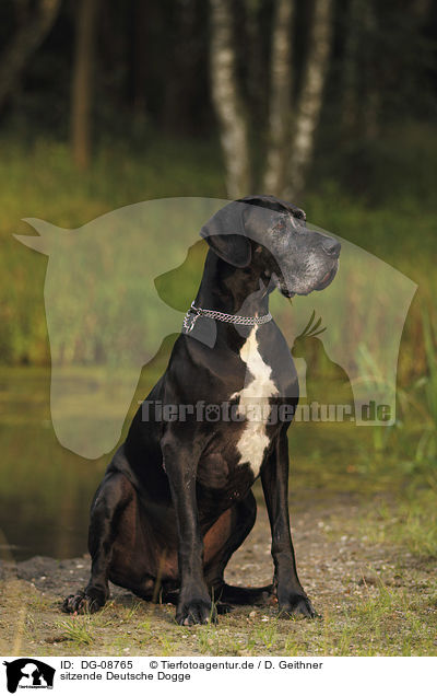 sitzende Deutsche Dogge / DG-08765