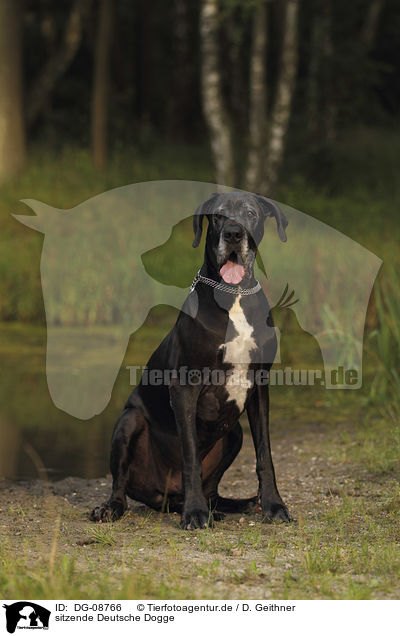 sitzende Deutsche Dogge / DG-08766