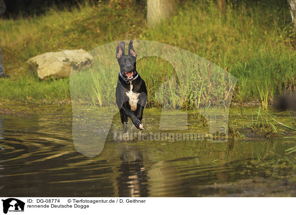 rennende Deutsche Dogge / running Great Dane / DG-08774