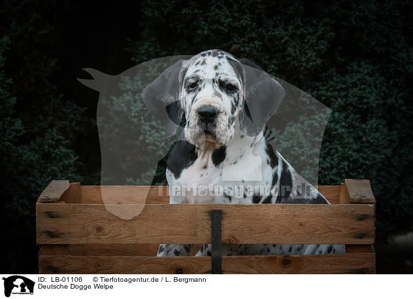 Deutsche Dogge Welpe / Great Dane Puppy / LB-01106