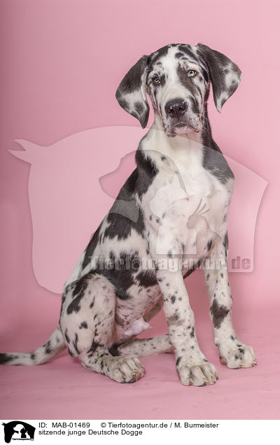 sitzende junge Deutsche Dogge / sitting young great dane / MAB-01469