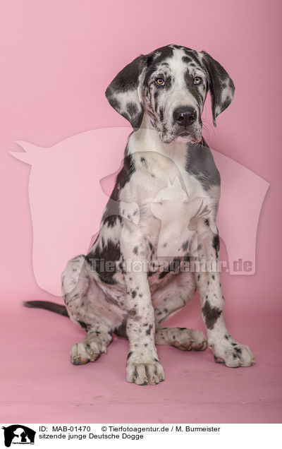 sitzende junge Deutsche Dogge / sitting young great dane / MAB-01470