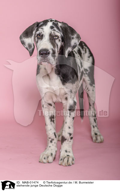 stehende junge Deutsche Dogge / standing young great dane / MAB-01474