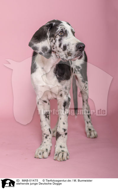 stehende junge Deutsche Dogge / MAB-01475