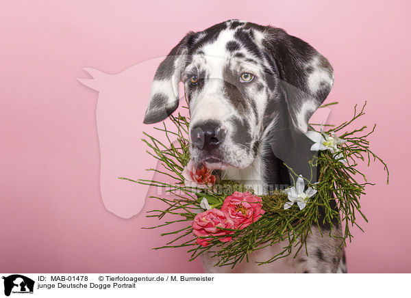 junge Deutsche Dogge Portrait / MAB-01478
