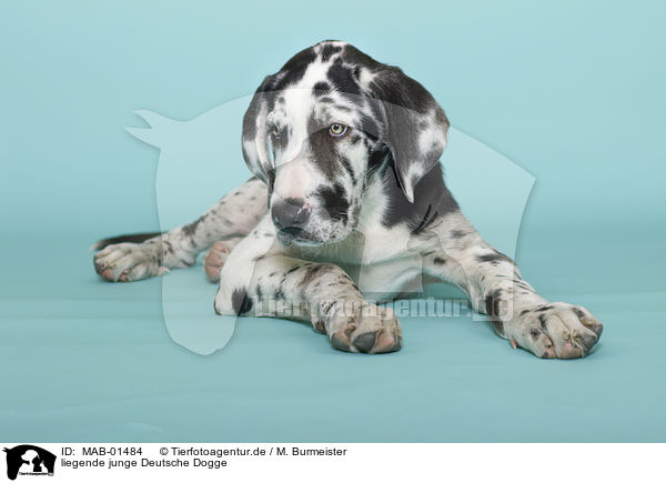liegende junge Deutsche Dogge / lying young great dane / MAB-01484