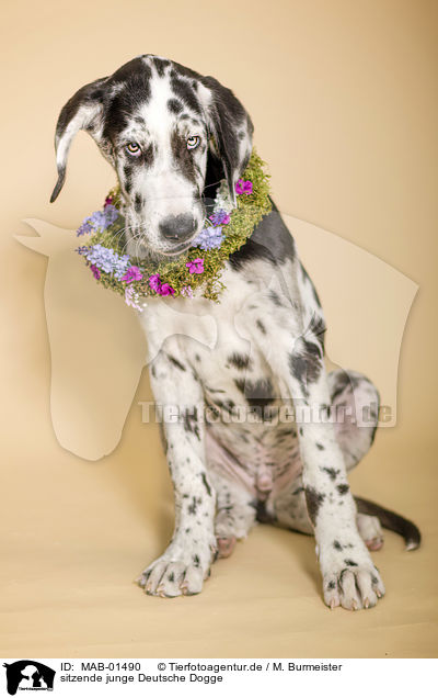 sitzende junge Deutsche Dogge / sitting young great dane / MAB-01490