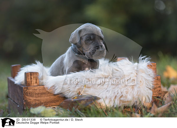 Deutsche Dogge Welpe Portrait / Great Dane Puppy portrait / DS-01338