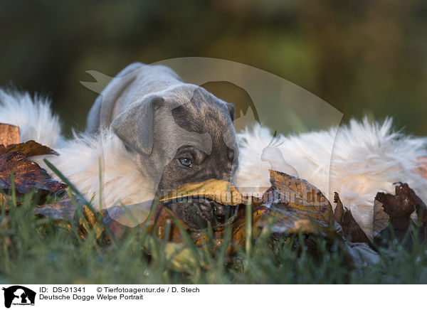 Deutsche Dogge Welpe Portrait / DS-01341