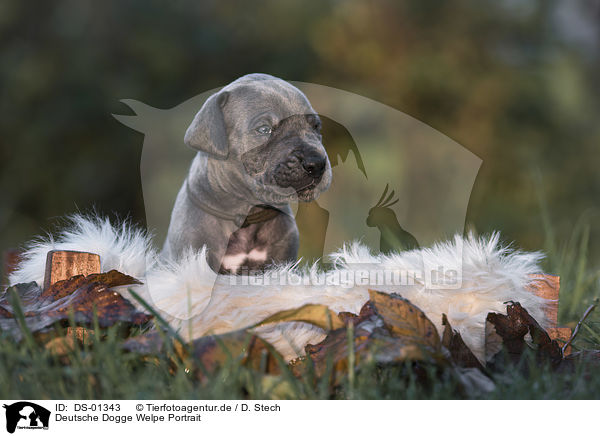 Deutsche Dogge Welpe Portrait / DS-01343