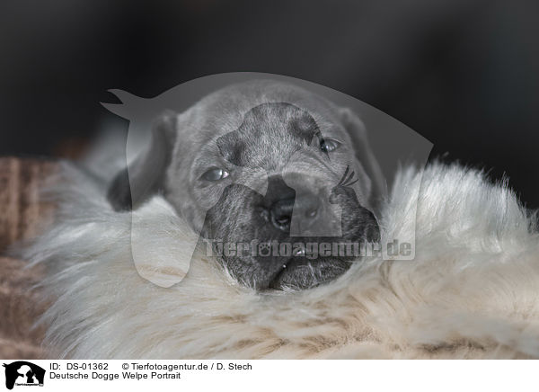 Deutsche Dogge Welpe Portrait / DS-01362