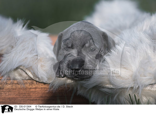 Deutsche Dogge Welpe in einer Kiste / Great Dane Puppy in a box / DS-01364