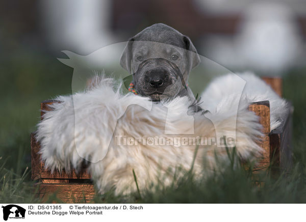 Deutsche Dogge Welpe Portrait / DS-01365
