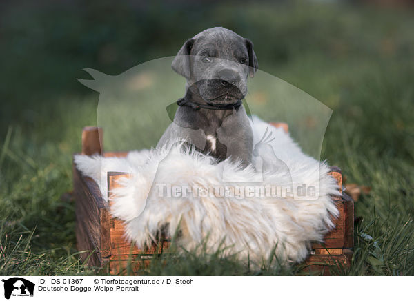 Deutsche Dogge Welpe Portrait / DS-01367